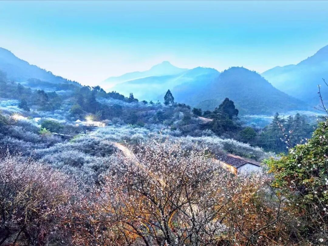 本香溯源｜西岭雪山下，一段青梅酒的风土酿造实录